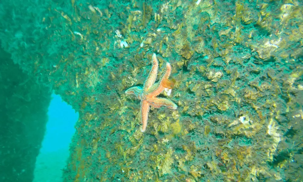 Yapay resiflerde tür çeşitliliği yüzde 21 arttı, 40 deniz canlısı yaşam buldu 8 Yapay Resif Marthasterias glacialis